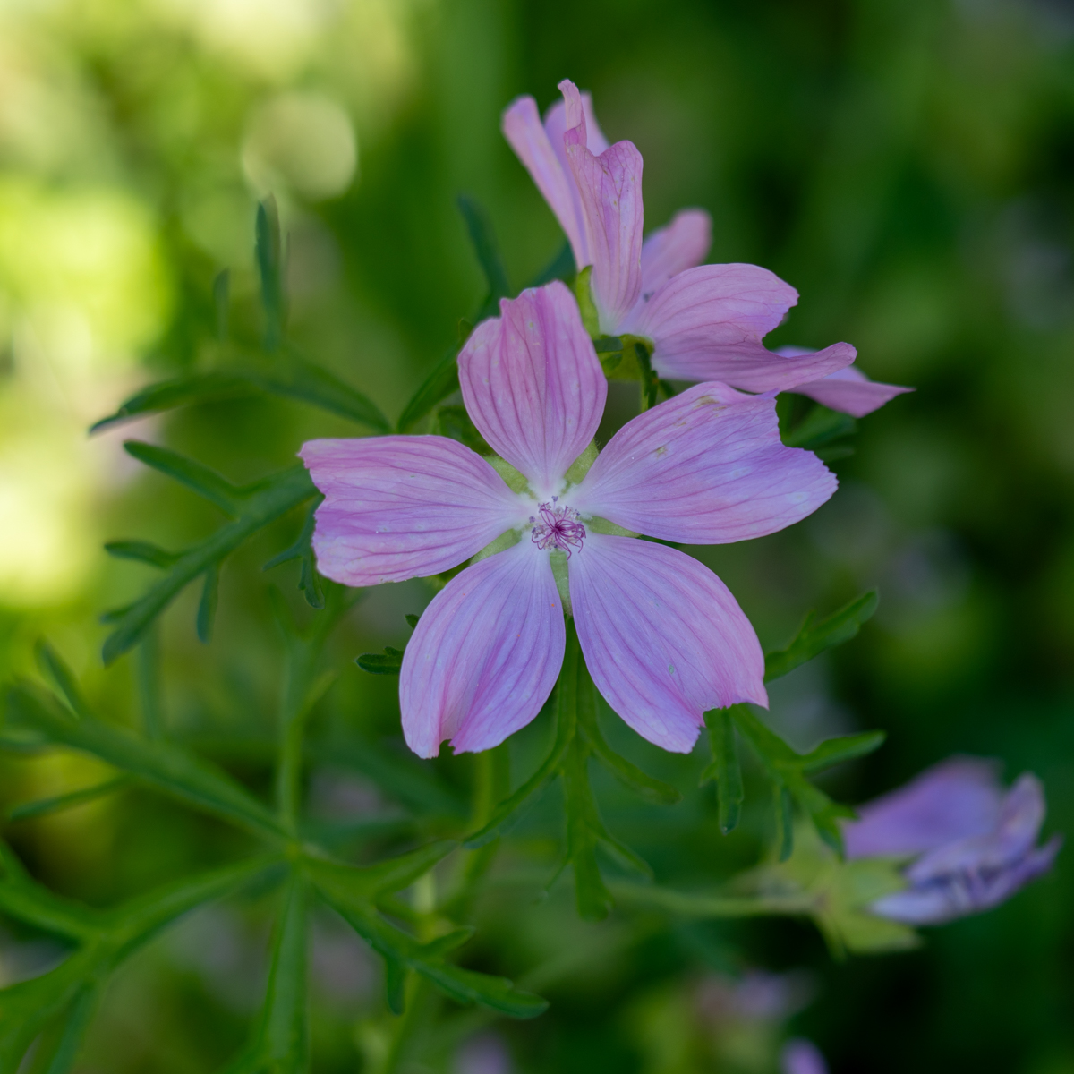 Photography by Chris Allington